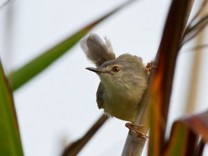 Preview wallpaper bird, grass, twig, stick