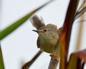 Preview wallpaper bird, grass, twig, stick