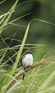 Preview wallpaper bird, grass, wildlife