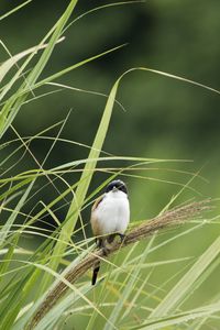 Preview wallpaper bird, grass, wildlife