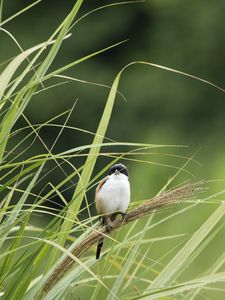 Preview wallpaper bird, grass, wildlife