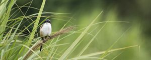 Preview wallpaper bird, grass, wildlife