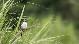 Preview wallpaper bird, grass, wildlife