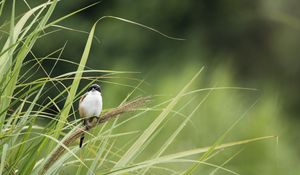 Preview wallpaper bird, grass, wildlife