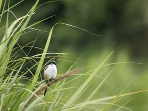 Preview wallpaper bird, grass, wildlife