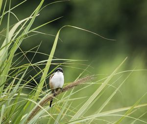 Preview wallpaper bird, grass, wildlife