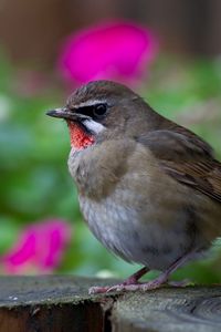 Preview wallpaper bird, gray, focus, hemp, wood, flowers, colorful, blur