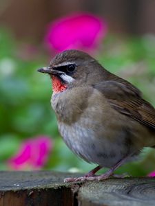 Preview wallpaper bird, gray, focus, hemp, wood, flowers, colorful, blur