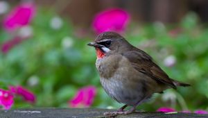 Preview wallpaper bird, gray, focus, hemp, wood, flowers, colorful, blur