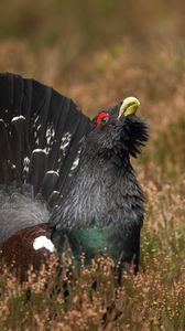 Preview wallpaper bird, grouse, black, grass