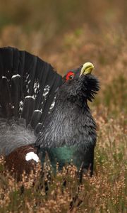 Preview wallpaper bird, grouse, black, grass