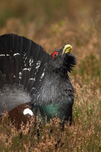 Preview wallpaper bird, grouse, black, grass