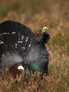 Preview wallpaper bird, grouse, black, grass