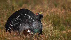 Preview wallpaper bird, grouse, black, grass