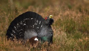 Preview wallpaper bird, grouse, black, grass