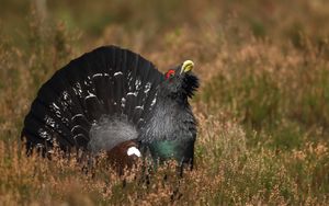 Preview wallpaper bird, grouse, black, grass