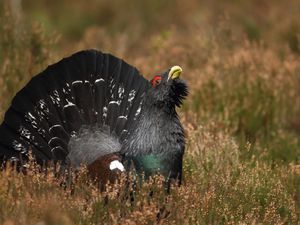 Preview wallpaper bird, grouse, black, grass