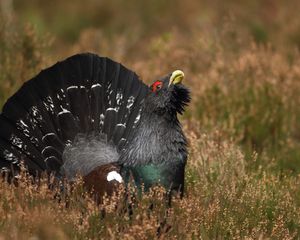 Preview wallpaper bird, grouse, black, grass