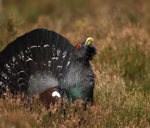 Preview wallpaper bird, grouse, black, grass