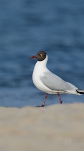 Preview wallpaper bird, gull, sea, background, snow