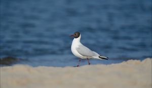 Preview wallpaper bird, gull, sea, background, snow