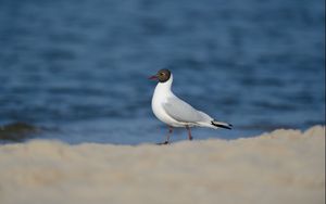 Preview wallpaper bird, gull, sea, background, snow