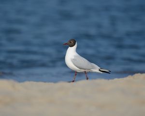 Preview wallpaper bird, gull, sea, background, snow