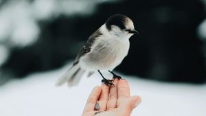 Preview wallpaper bird, hand, grain