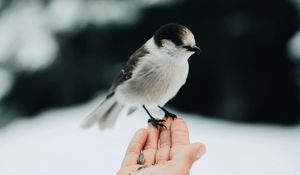 Preview wallpaper bird, hand, grain