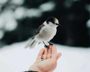 Preview wallpaper bird, hand, grain