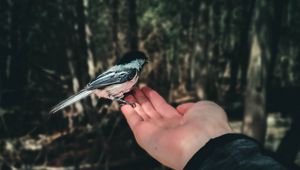 Preview wallpaper bird, handbreadth, hand, forest, focus