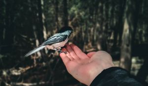 Preview wallpaper bird, handbreadth, hand, forest, focus