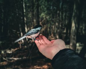 Preview wallpaper bird, handbreadth, hand, forest, focus