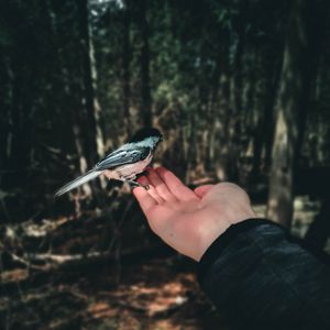 Preview wallpaper bird, handbreadth, hand, forest, focus