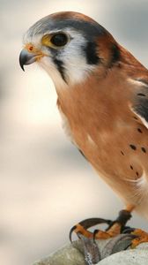 Preview wallpaper bird, hawk, background