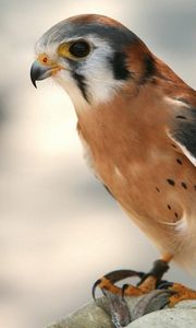 Preview wallpaper bird, hawk, background