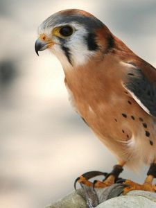 Preview wallpaper bird, hawk, background