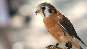 Preview wallpaper bird, hawk, background
