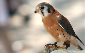 Preview wallpaper bird, hawk, background
