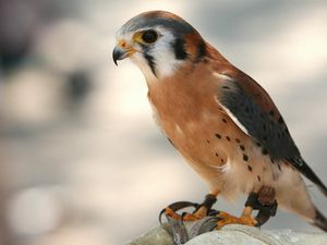 Preview wallpaper bird, hawk, background