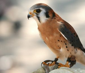 Preview wallpaper bird, hawk, background