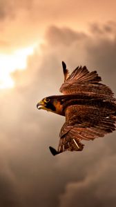 Preview wallpaper bird, hawk, sky, clouds, cloudy