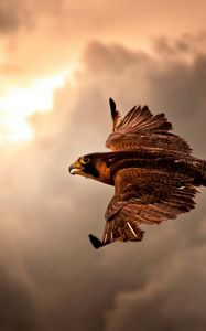 Preview wallpaper bird, hawk, sky, clouds, cloudy