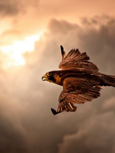 Preview wallpaper bird, hawk, sky, clouds, cloudy