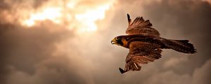 Preview wallpaper bird, hawk, sky, clouds, cloudy