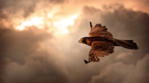 Preview wallpaper bird, hawk, sky, clouds, cloudy