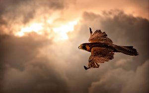 Preview wallpaper bird, hawk, sky, clouds, cloudy