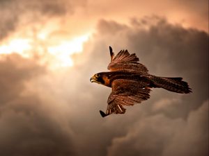 Preview wallpaper bird, hawk, sky, clouds, cloudy