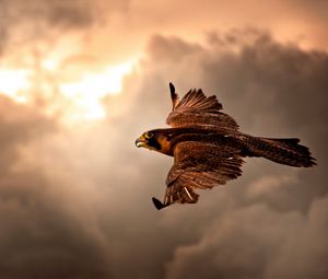 Preview wallpaper bird, hawk, sky, clouds, cloudy