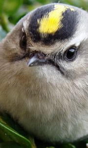 Preview wallpaper bird, head, unusual, grass